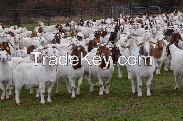 HIGH MILKING SAANEN GOATS FOR EXPORT