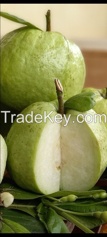 SEEDLESS GUAVA (CRYSTAL GUAVA)