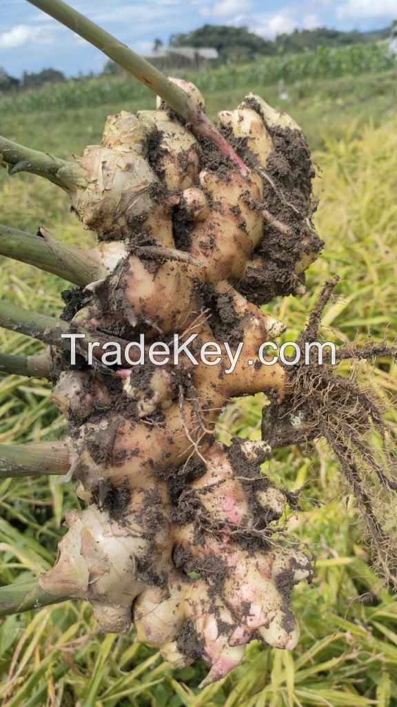 Fresh Ginger High Quality from INDONESIA