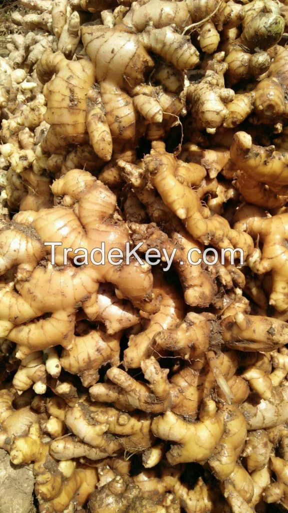 Fresh Ginger High Quality from INDONESIA