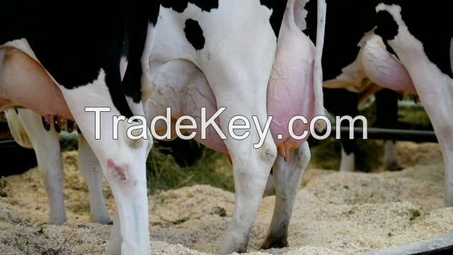 Pregnant Holstein Heifers cows/Holstein heifers / Friesian cattle