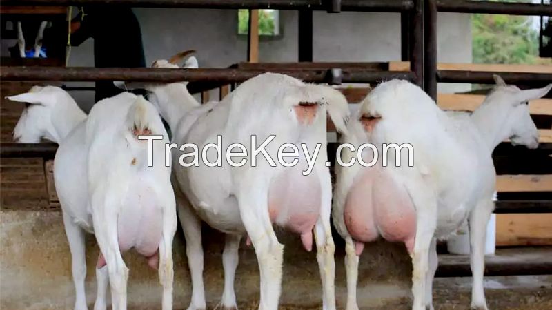 HIGH MILKING SAANEN GOATS FOR EXPORT