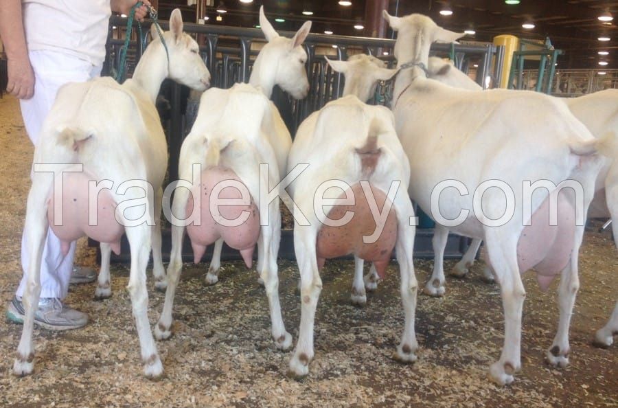 Pure Breed Saanen Goat / Pregnant Saanen Goat For Sale