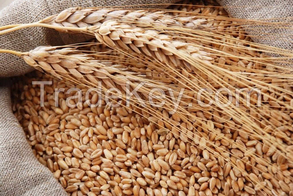 Wheat of Class 3