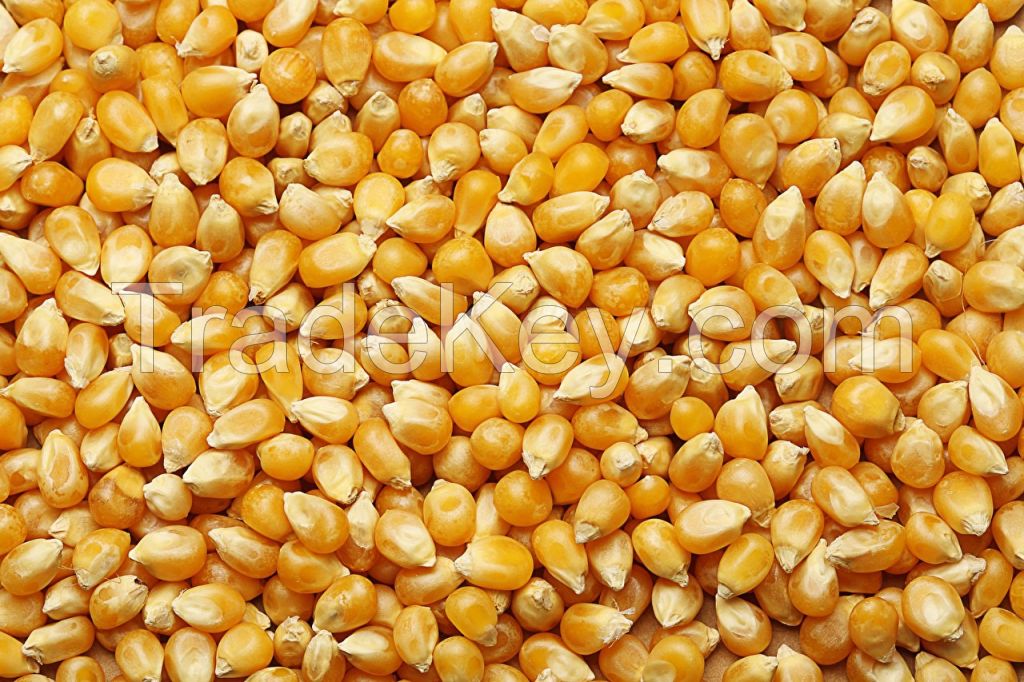 Corn