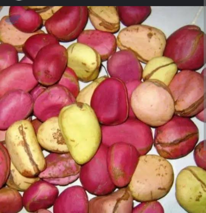 Kola nut