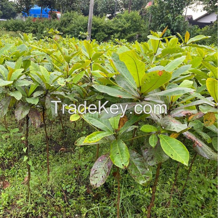 Indian Almon or Bengal Almon Tree (Terminalia catappa)