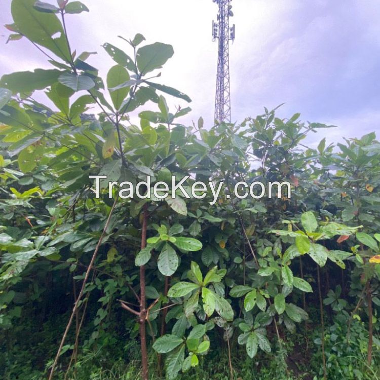 Indian Almon or Bengal Almon Tree (Terminalia catappa)