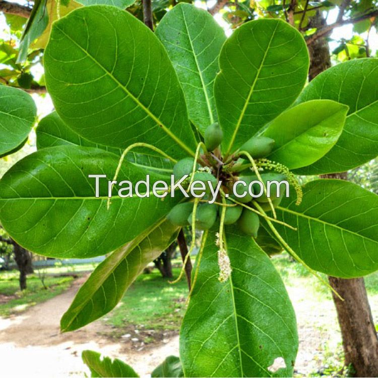 Indian Almon or Bengal Almon Tree (Terminalia catappa)