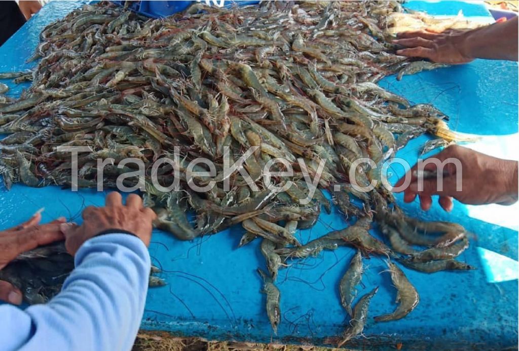 White Leg shrimp or Vannamei Shrimp