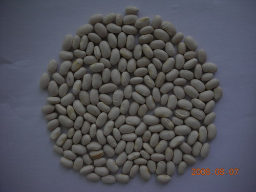 japanese white kidney beans