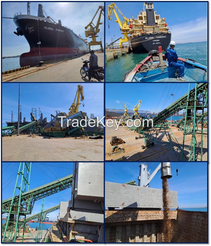 Viet Nam wood chips for paper making