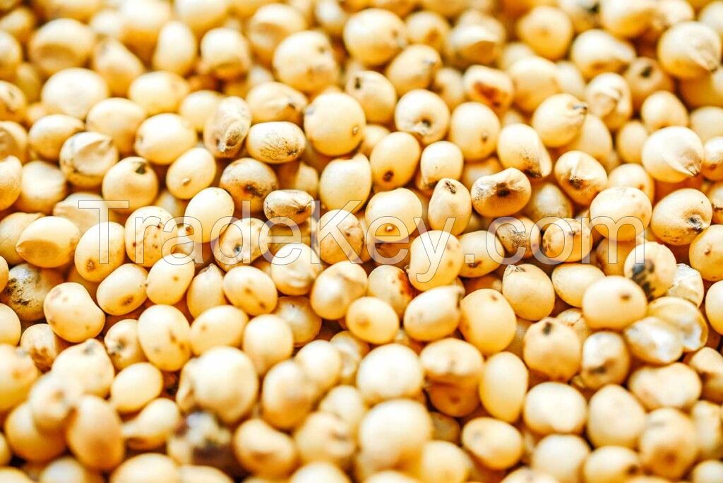 SORGHUM