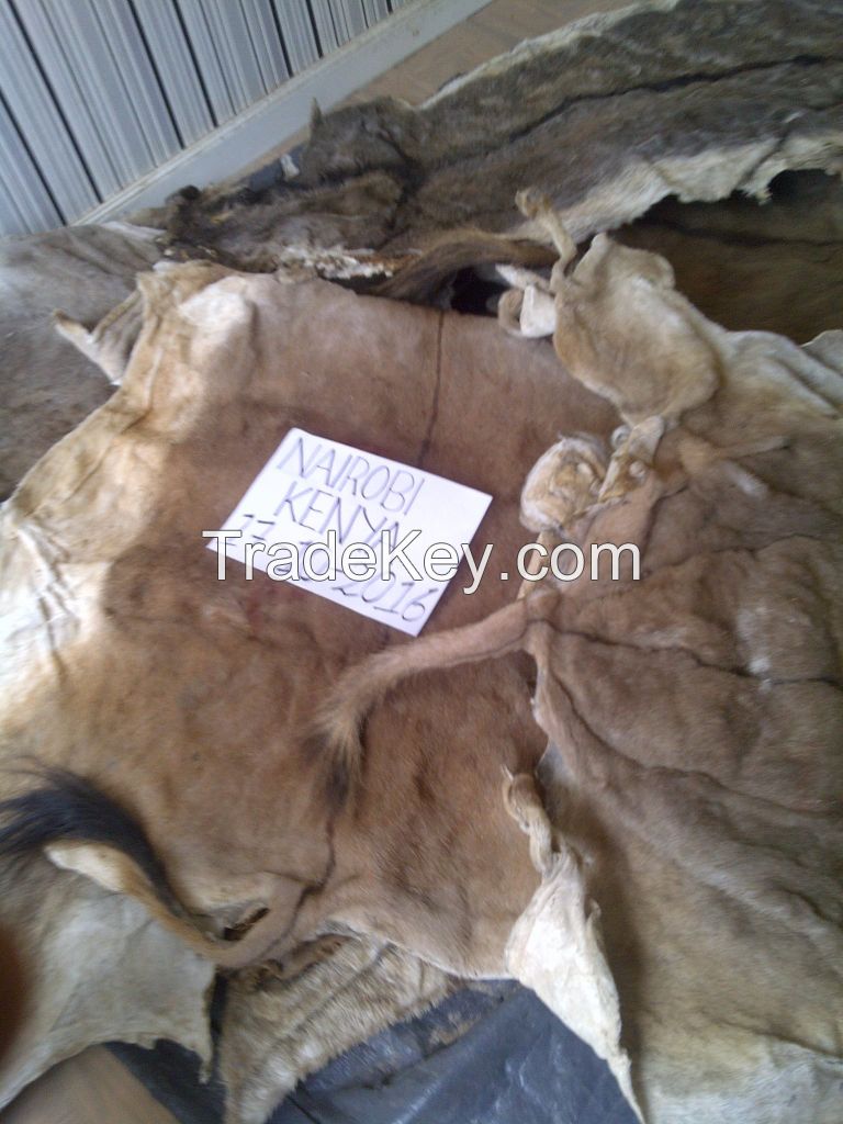 DRY AND WET SALTED DONKEY / HORSE HIDES / WET COW HIDES