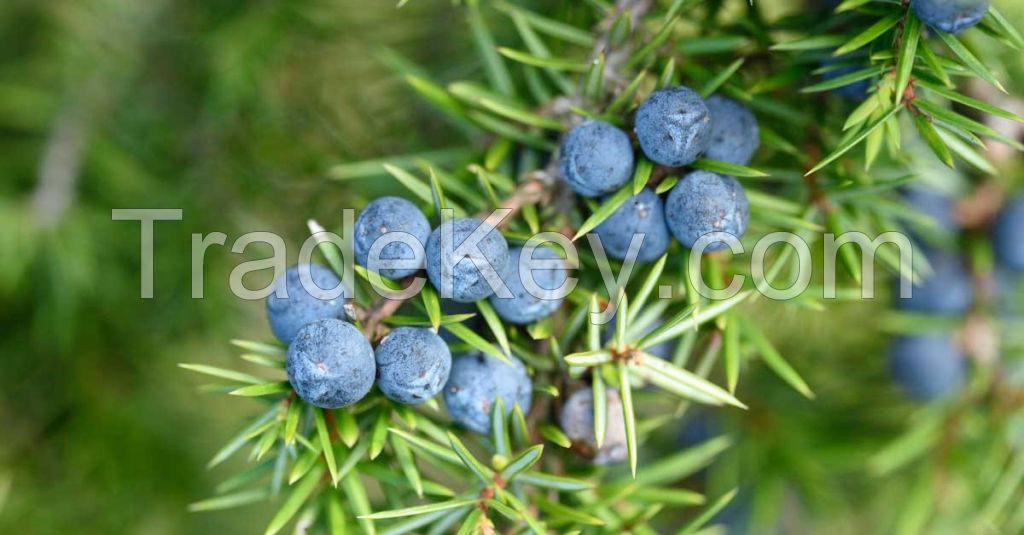 Juniper (dried fruit) Juniperus Communis