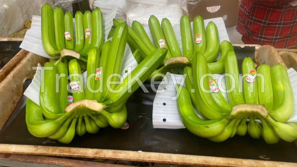 Cavendish Bananas from VIet nam