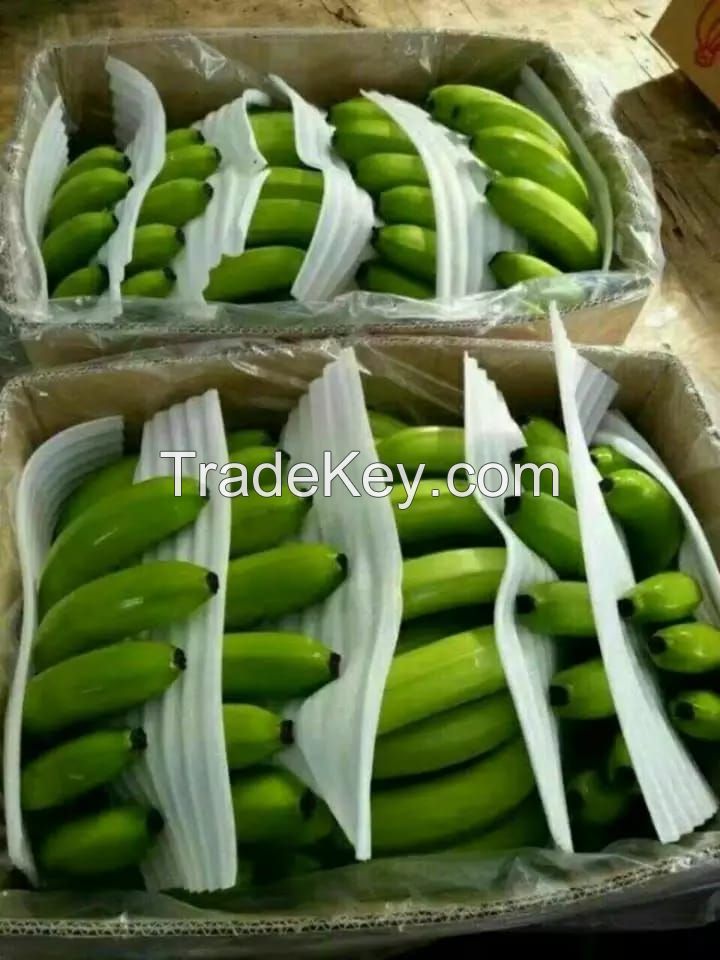 Green Cavendish Banana