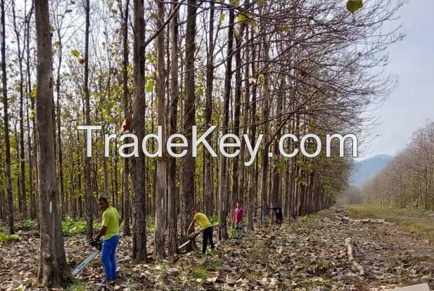 CARIBBEAN PINE WOOD