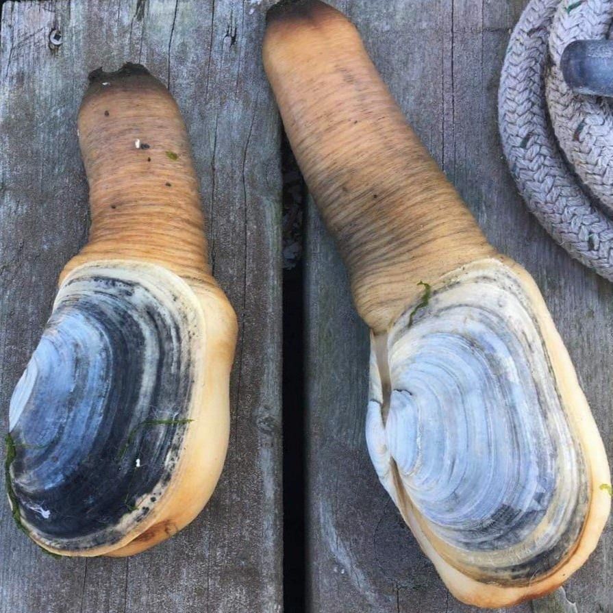 Live &amp; Frozen Geoduck Clams