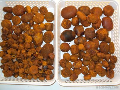 Ox Gallstones / Cattle Gallstones / Cow Gallstones For Sale