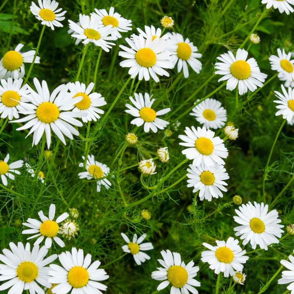 Chamomile CO2 Extract