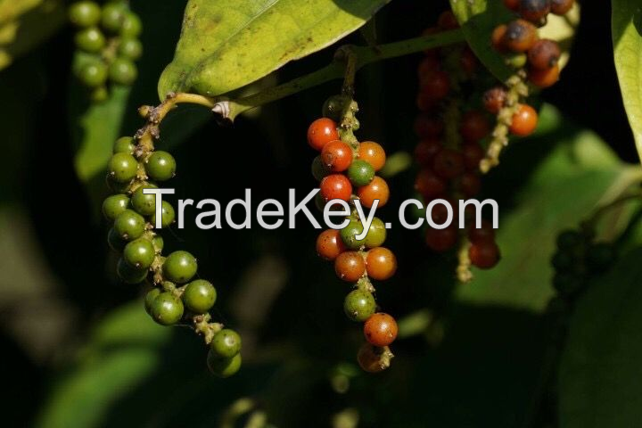 Organic Black Pepper