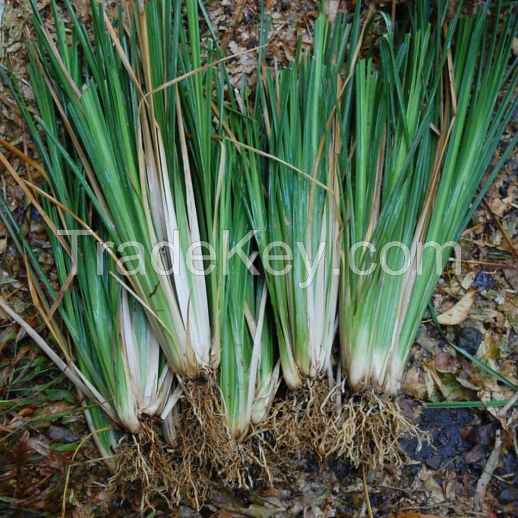 Vetiver oil, Direct from Farmer-Indonesia