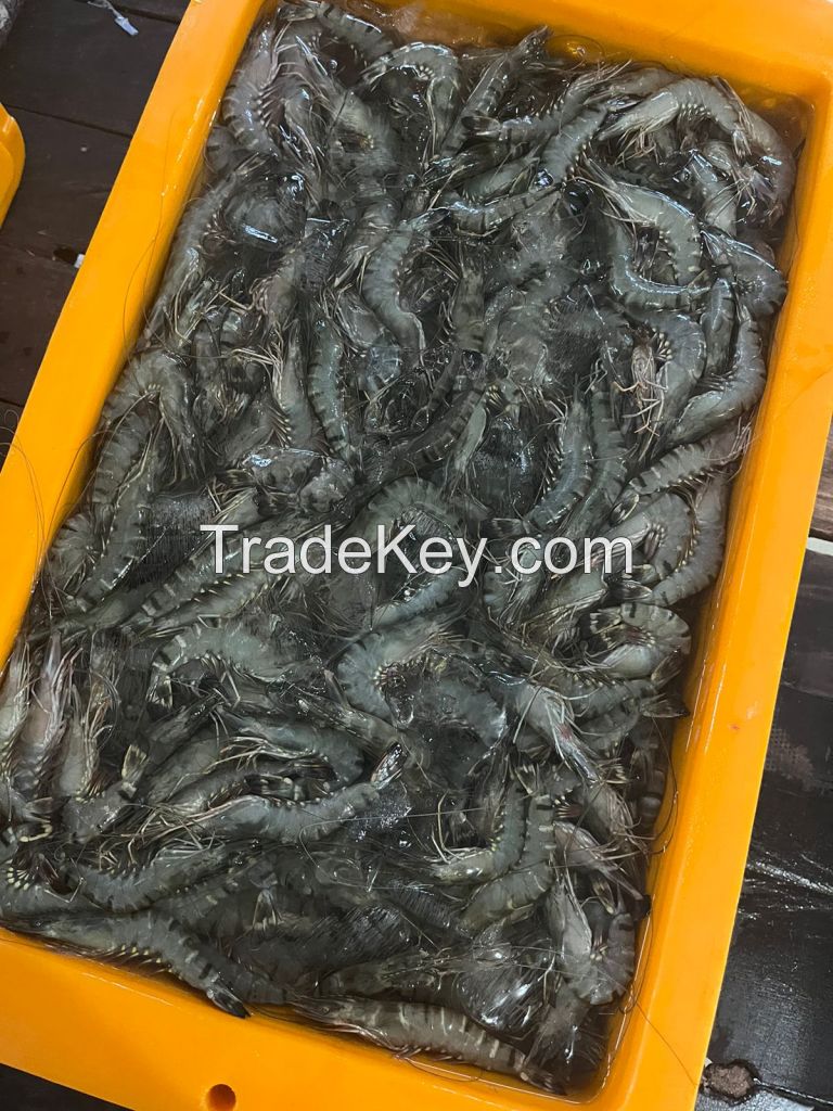 Frozen Black Tiger Shrimp