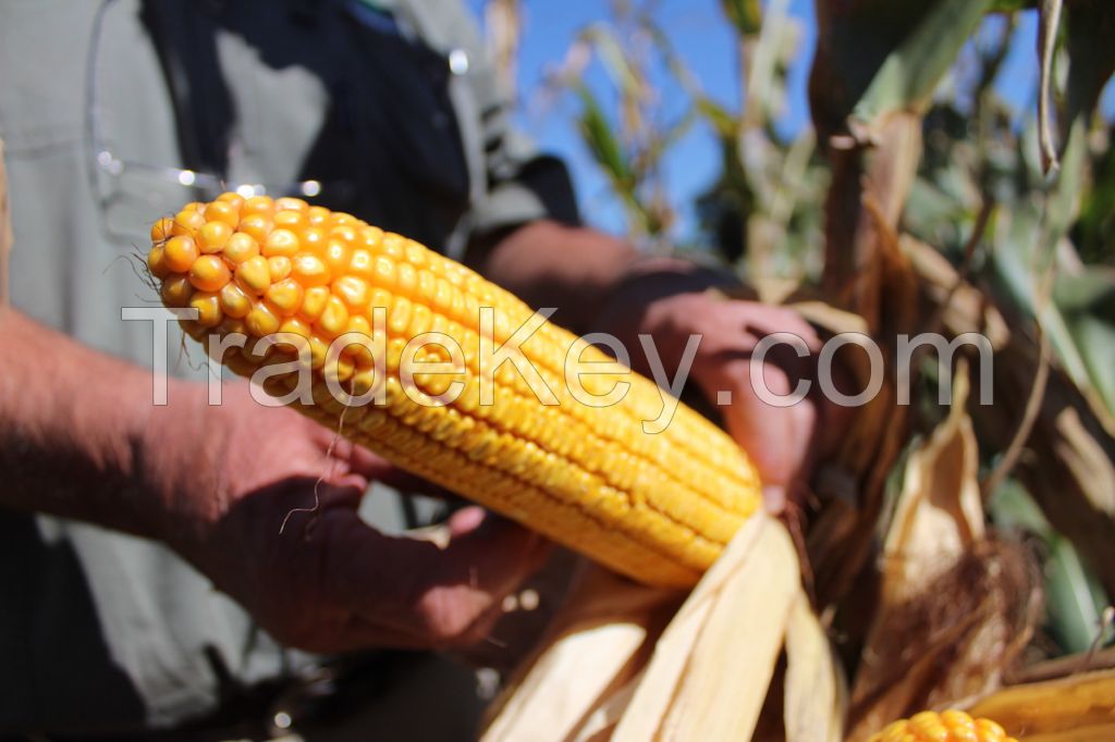 Yellow Corn Non-GMO