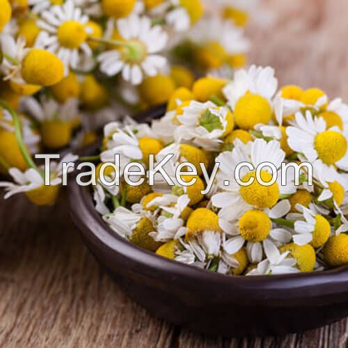 Egyptian Chamomile