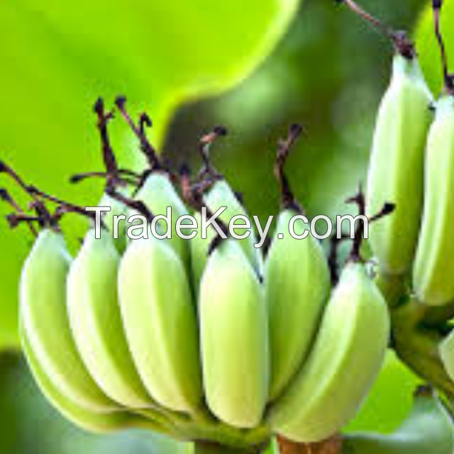 Green Bananas