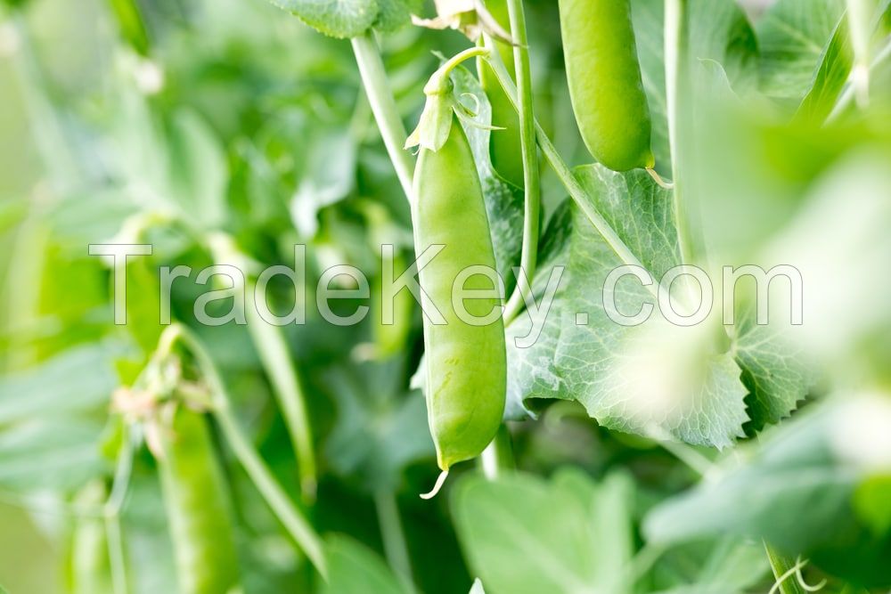 Sugar Snap Peas