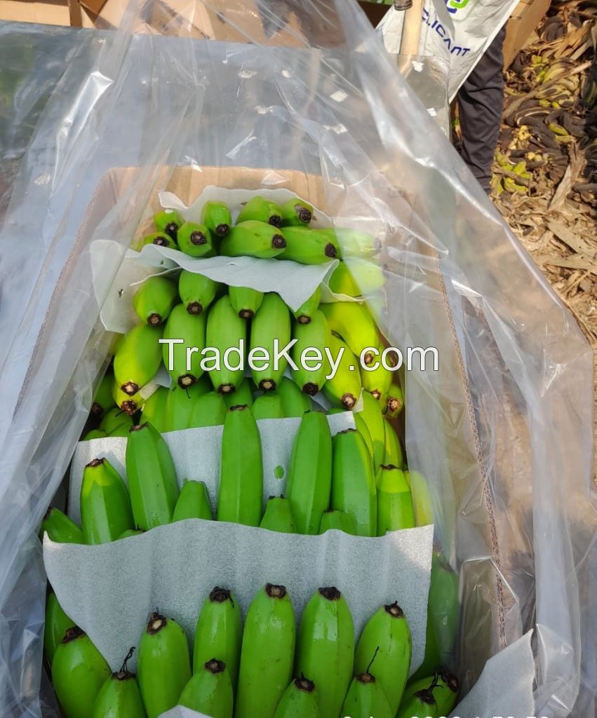 fresh cavendish banana