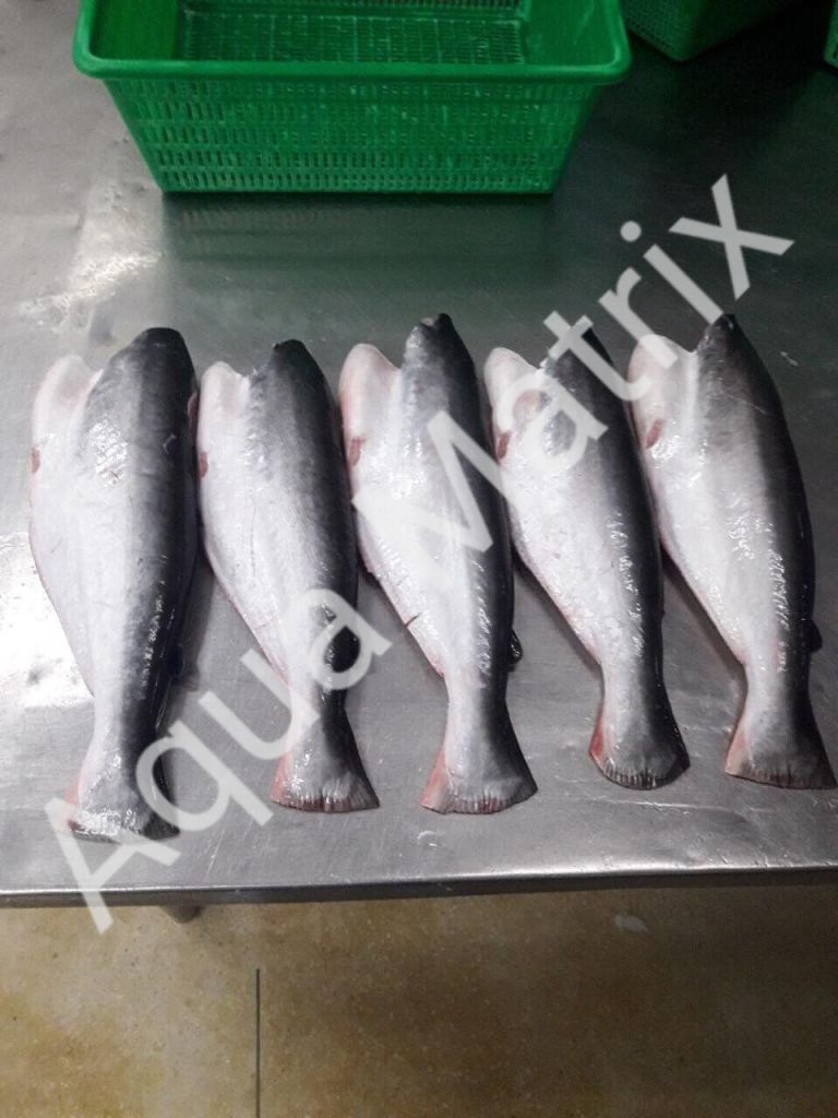 Frozen Pangasius - HGT