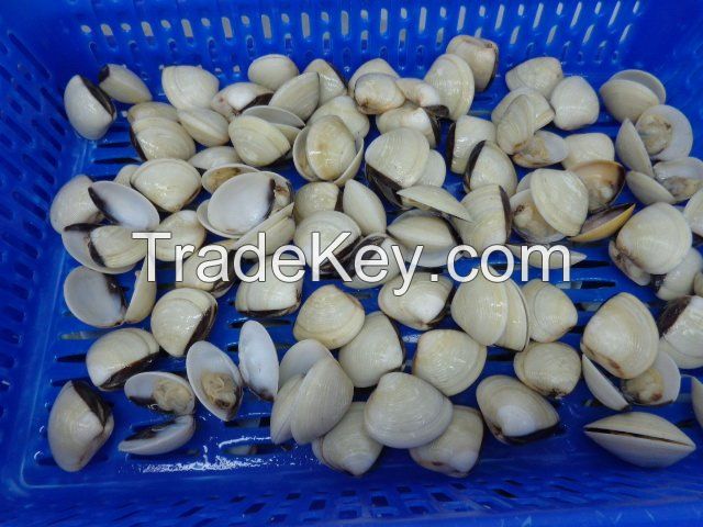 Fully Cooked White Clam