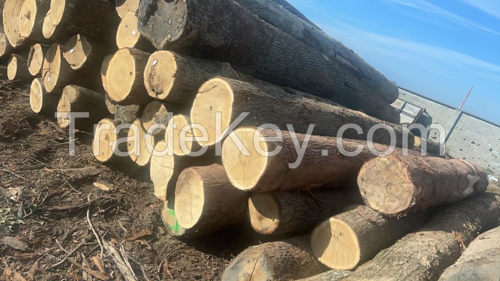 Oak logs