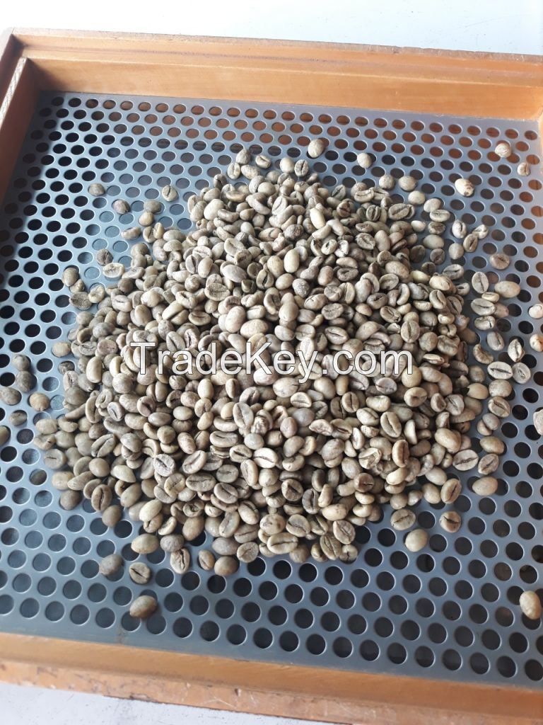 Robusta Coffee Beans S18 cleaned Good quality for buyers