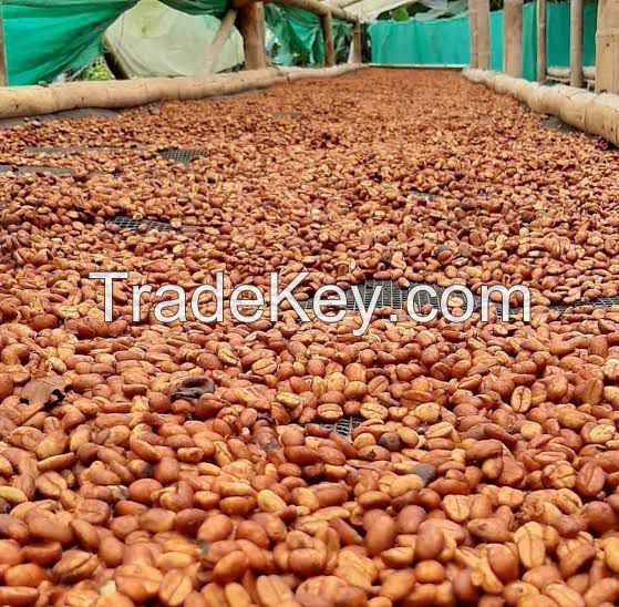 REGULER JAVA PREANGER ARABICA COFFEE (HONEY)