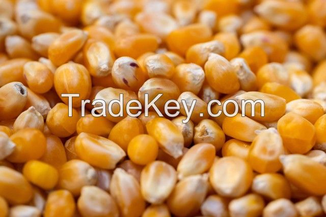 Corn Kernels