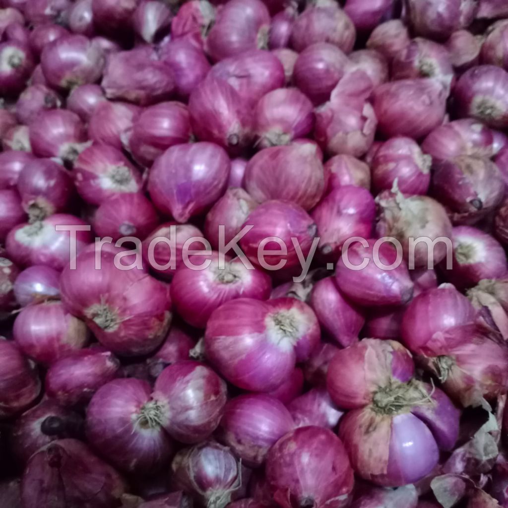 Red Shallot