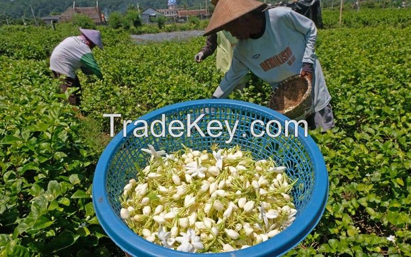 White Jasmine Flowers