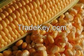 Corn Kernels