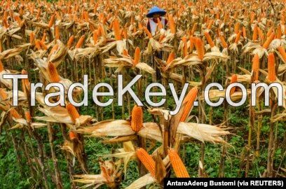 Corn Kernels