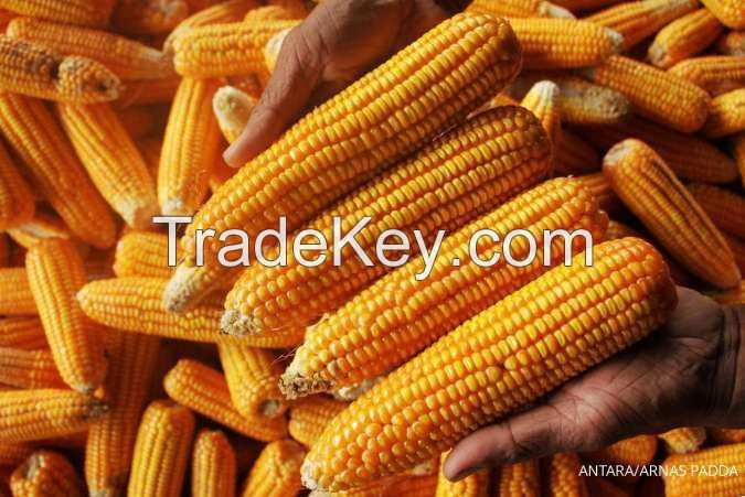 Corn Kernels