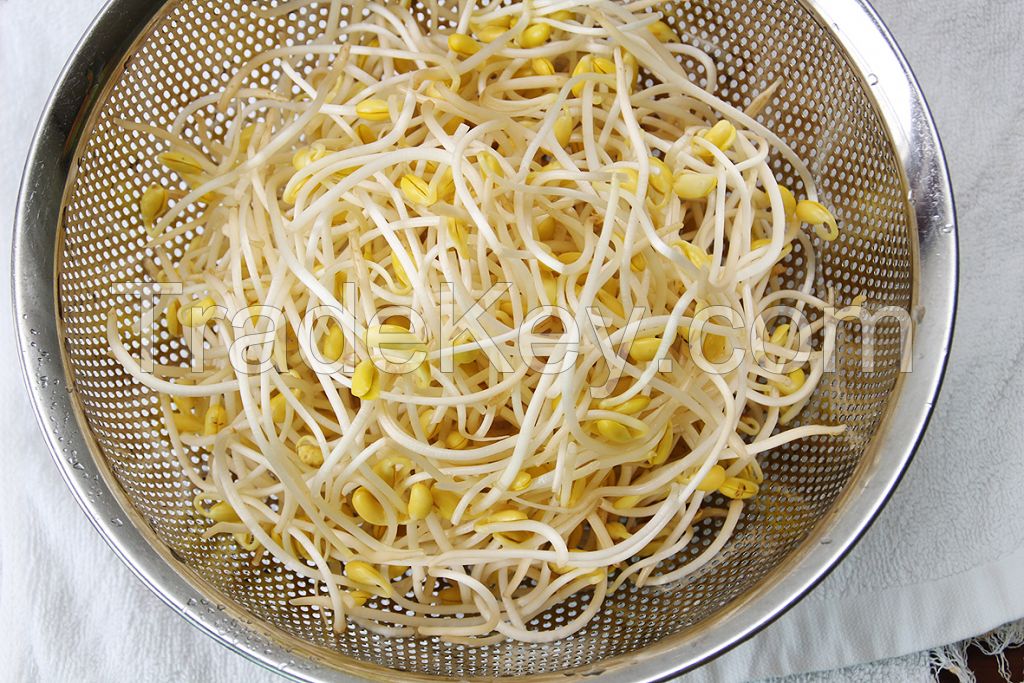 QF Bulk price frozen green bean sprouts