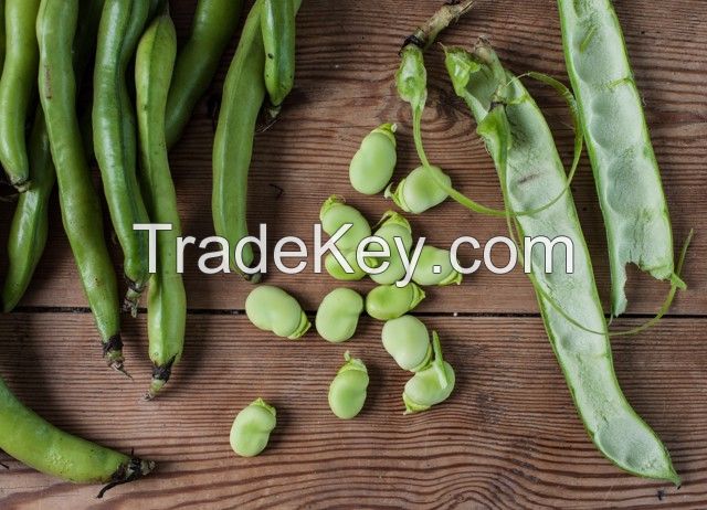Premium Grade Of Golden Supplier of Broad Bean Split Peeled New Crop Light Style Packing Packaging Products From South Africa