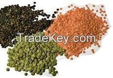 High Quality Bulk Dried whole split Lentils Red Lentils Green Lentils Lentils(Red, Green, black and white)