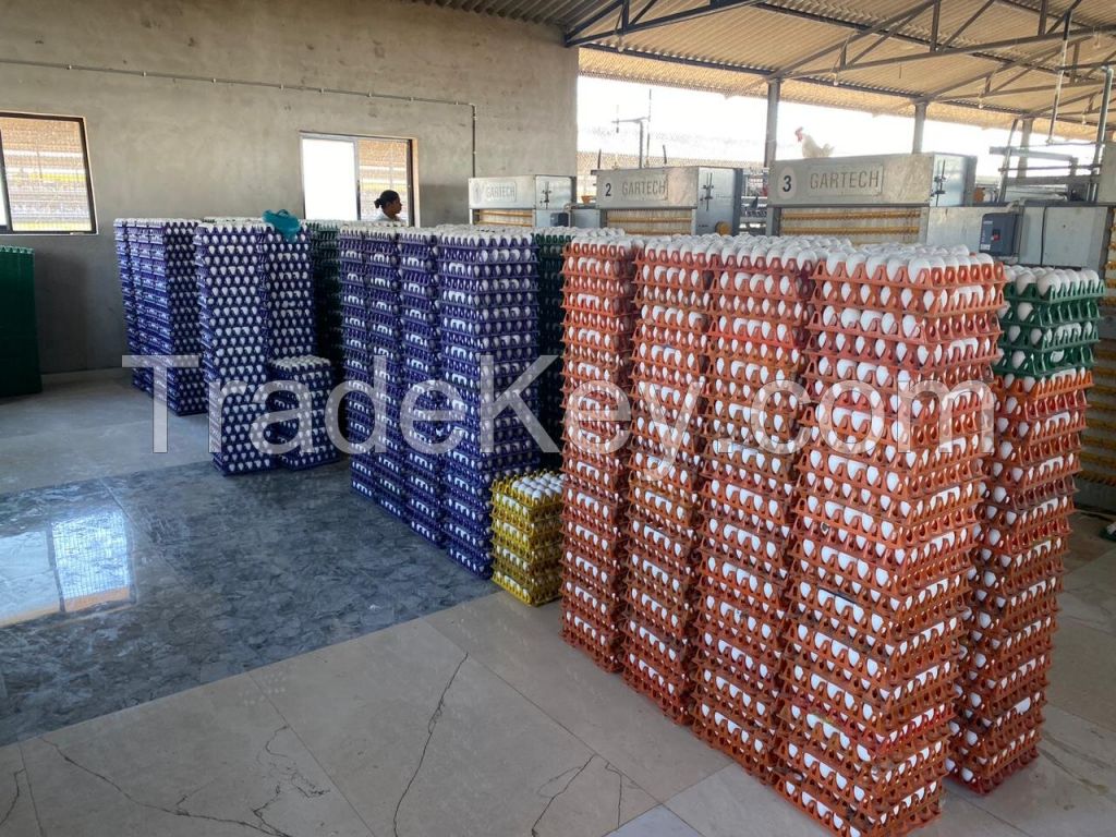 POULTRY EGGS