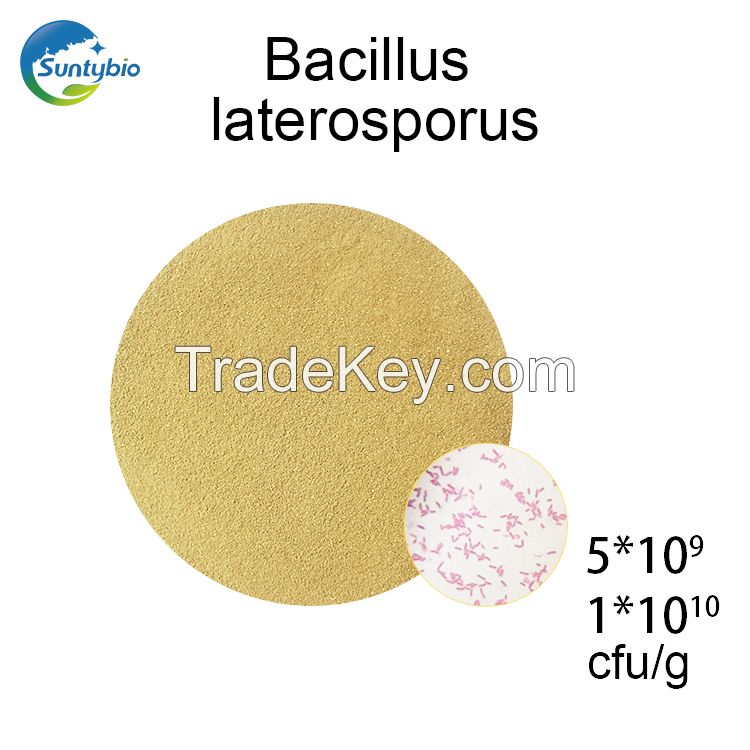 Bacillus Laterosporus