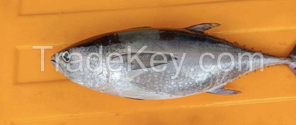 Frozen Big Eye Tuna